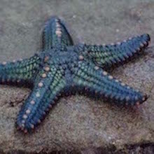 Starfish_09_(paulshaffner) [CC BY 2.0 (https://creativecommons.org/licenses/by/2.0)], via Wikimedia Commons